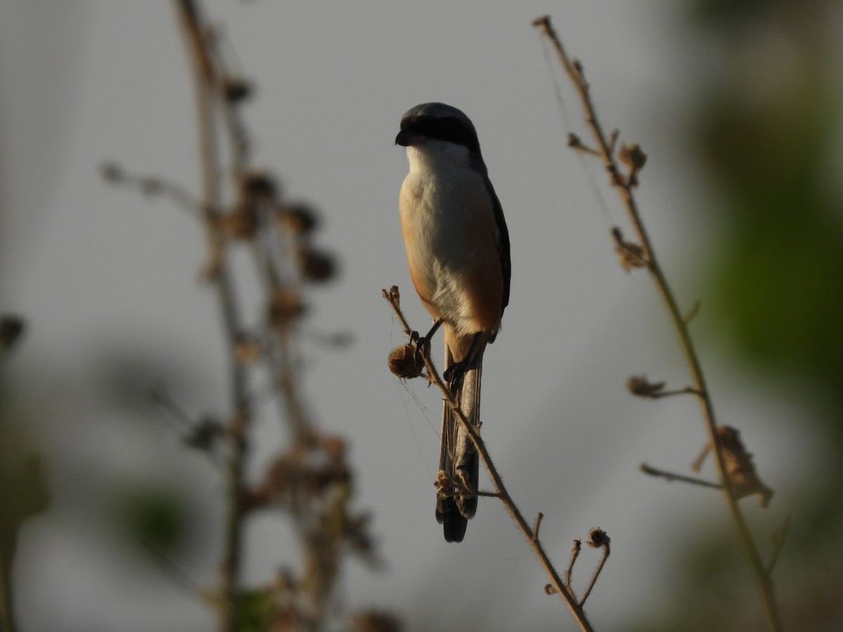 Алаг дунхай - ML285351781