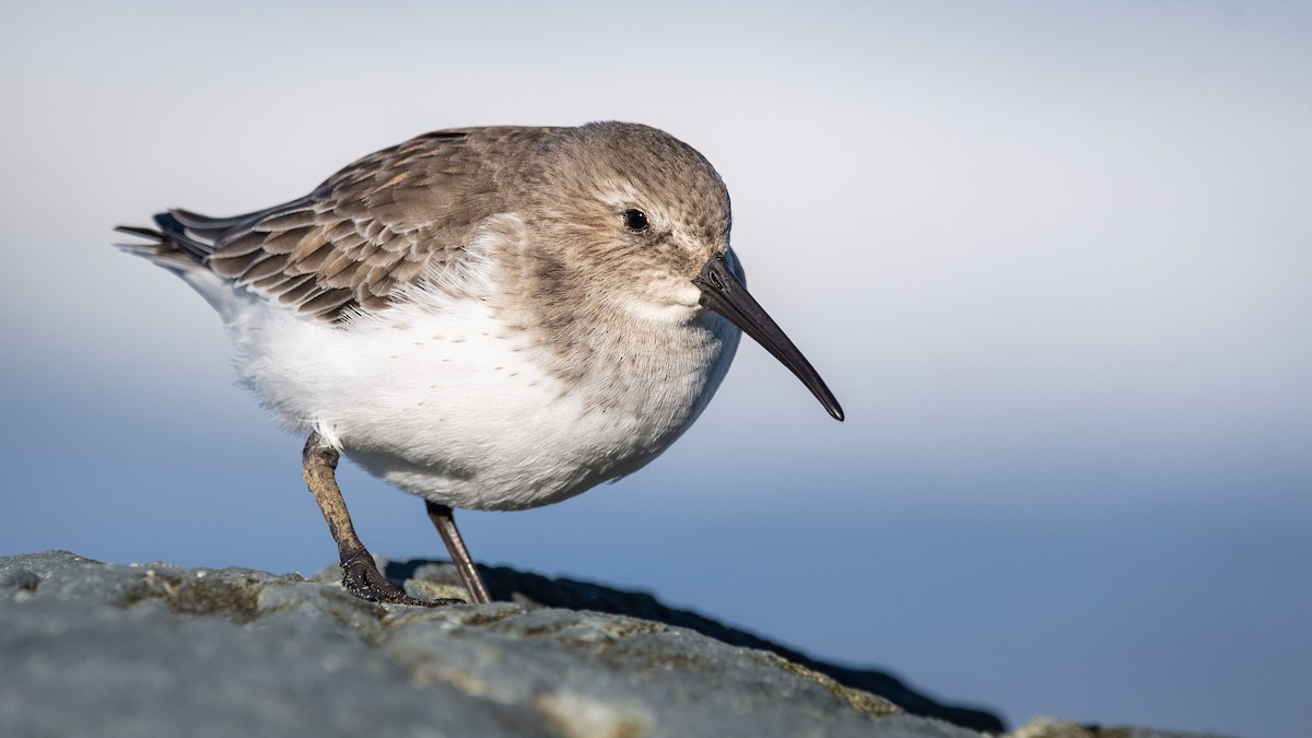 Dunlin - Mason Maron