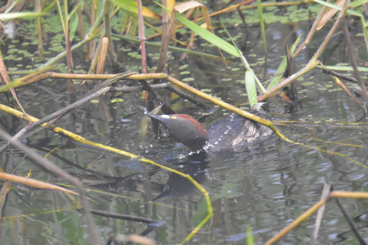 Little Grebe - ML285354071