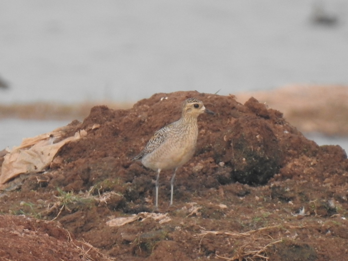 Pacific Golden-Plover - KARTHIKEYAN R