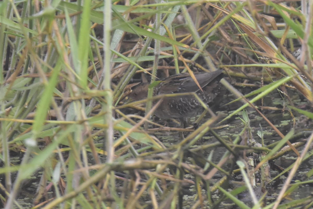 Baillon's Crake - Seth Miller