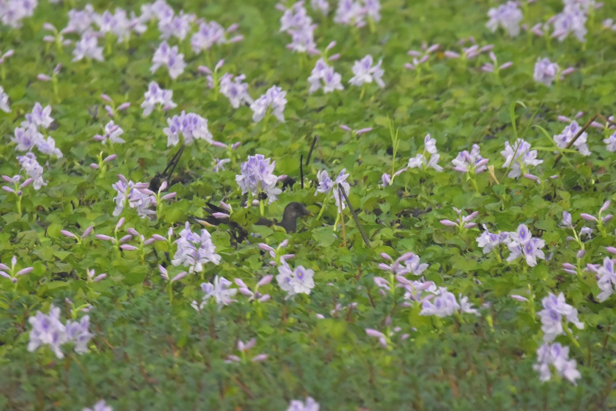 Eurasian Moorhen - ML285355771