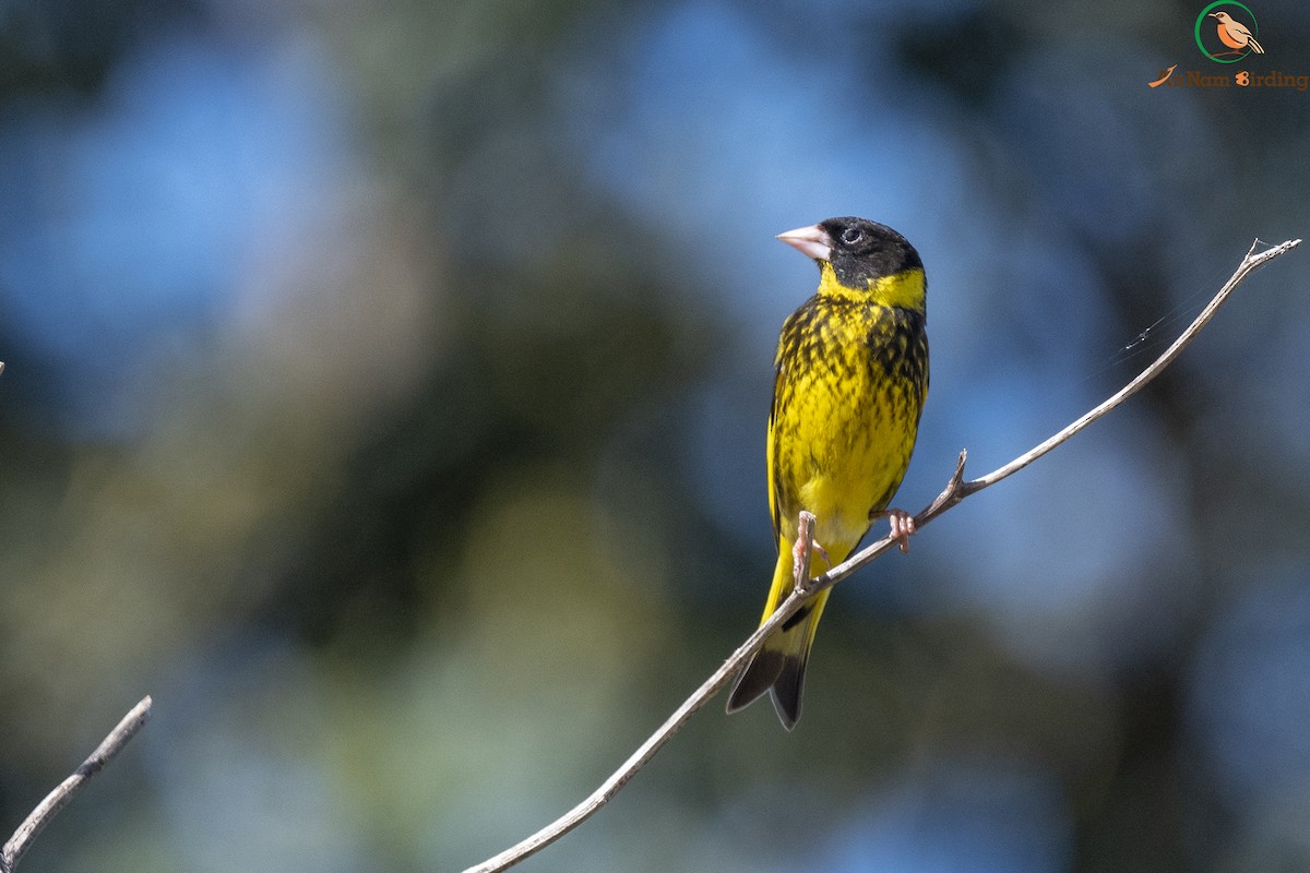 Vietnamese Greenfinch - Dinh Thinh