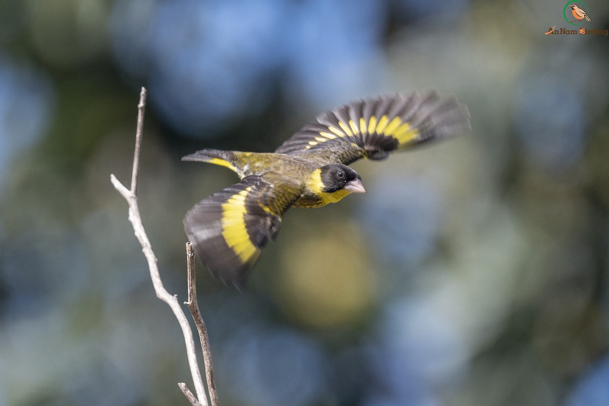 Vietnamese Greenfinch - Dinh Thinh