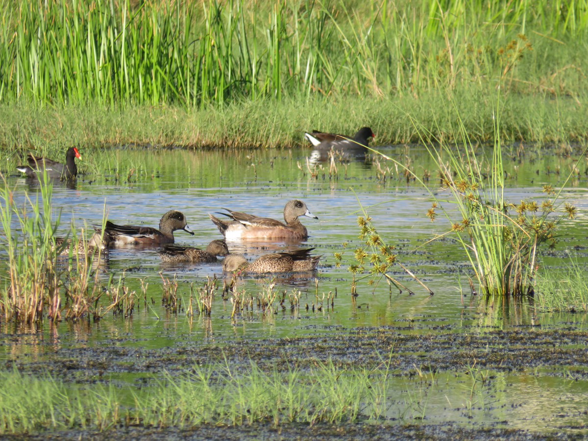 American Wigeon - ML285356331