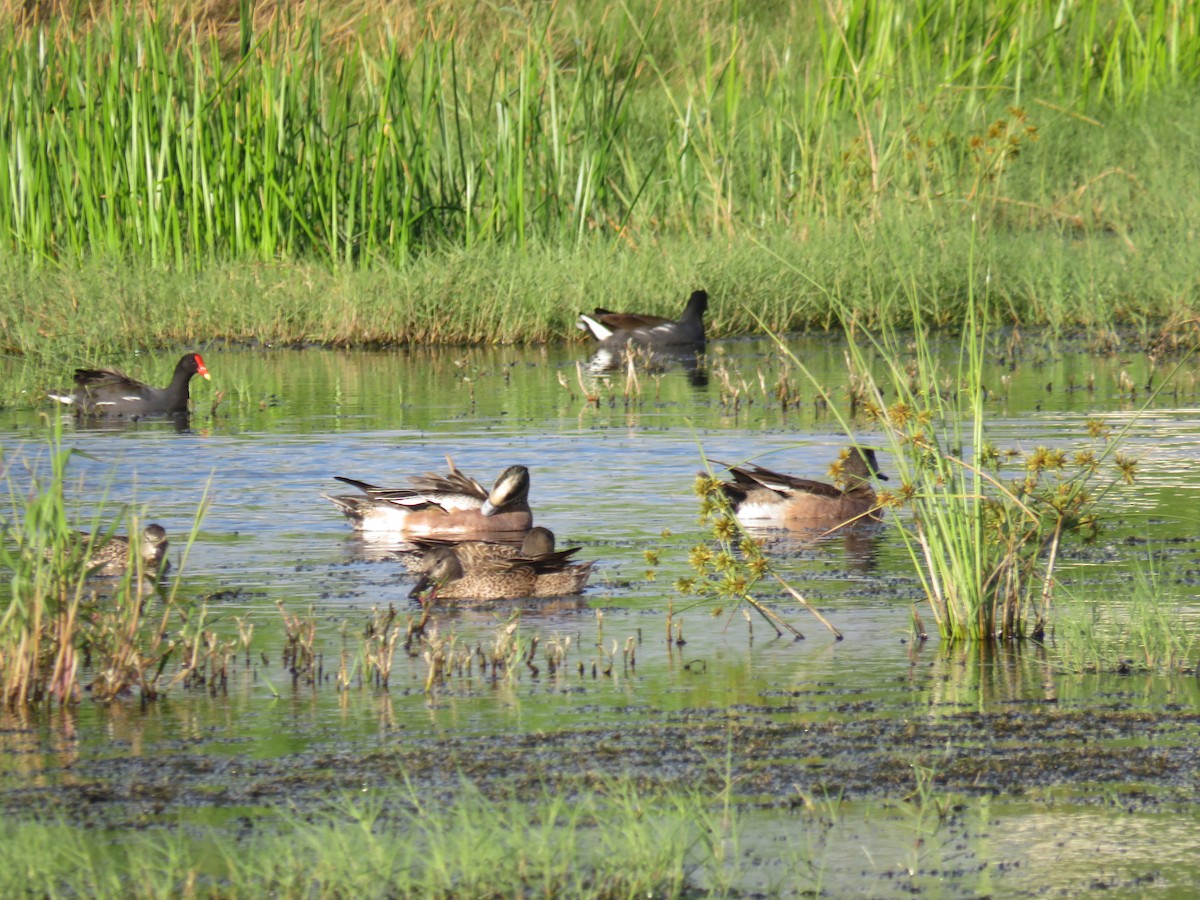 American Wigeon - ML285356351