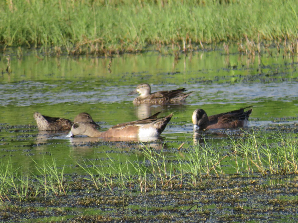 American Wigeon - ML285356421