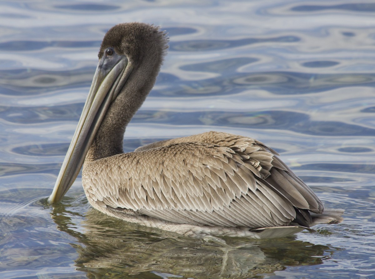 Brown Pelican - ML285357731