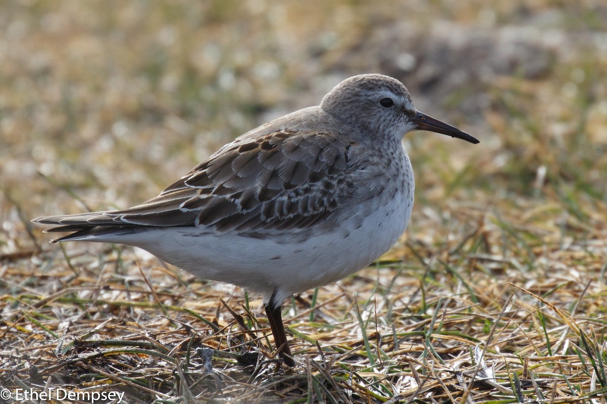 White-rumped Sandpiper - ML285361131