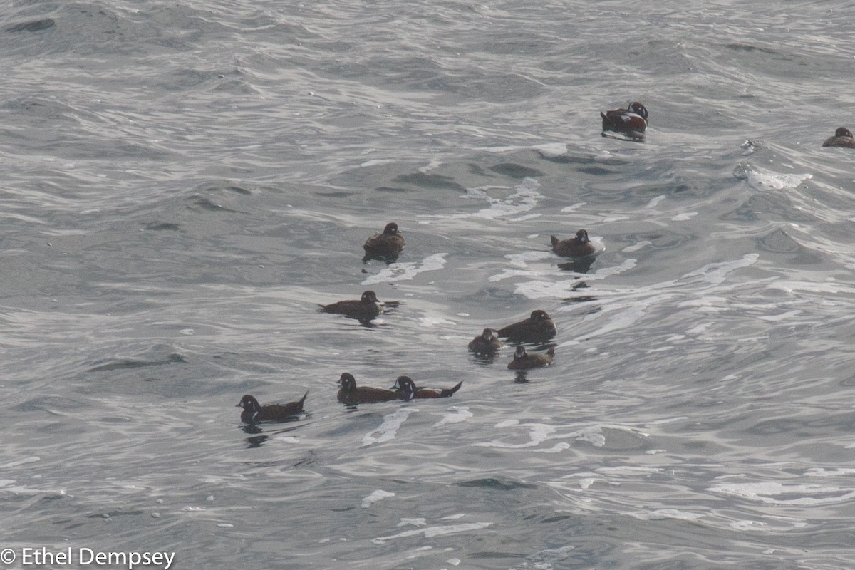 Harlequin Duck - ML285361651