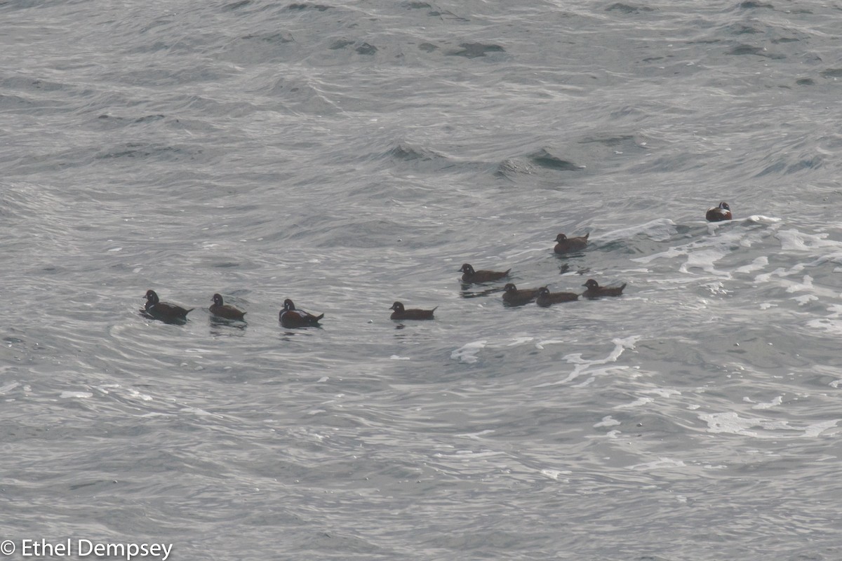 Harlequin Duck - ML285361671