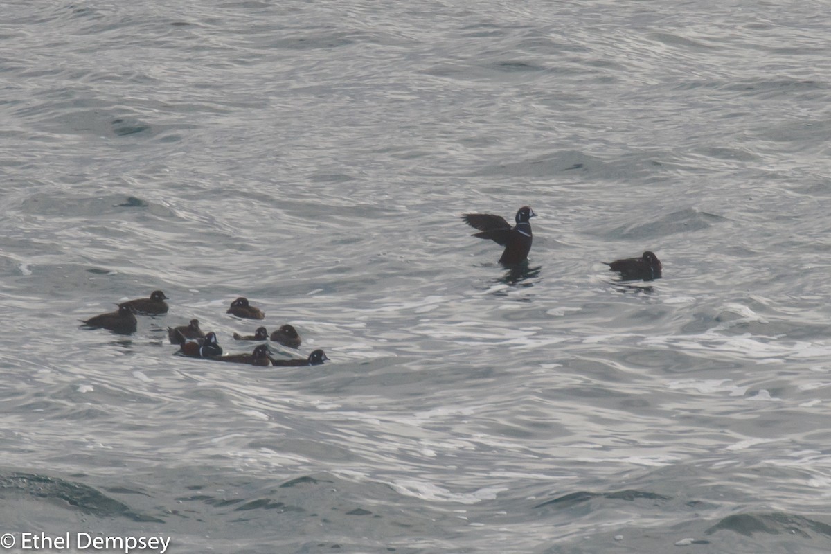 Harlequin Duck - ML285361681