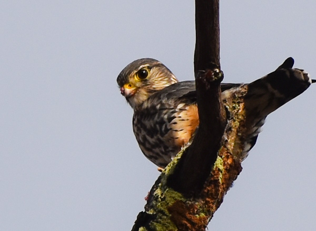 Merlin - ML285362441