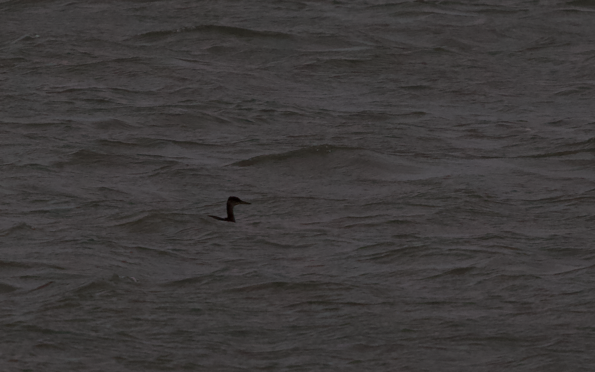 Red-necked Grebe - ML285362931