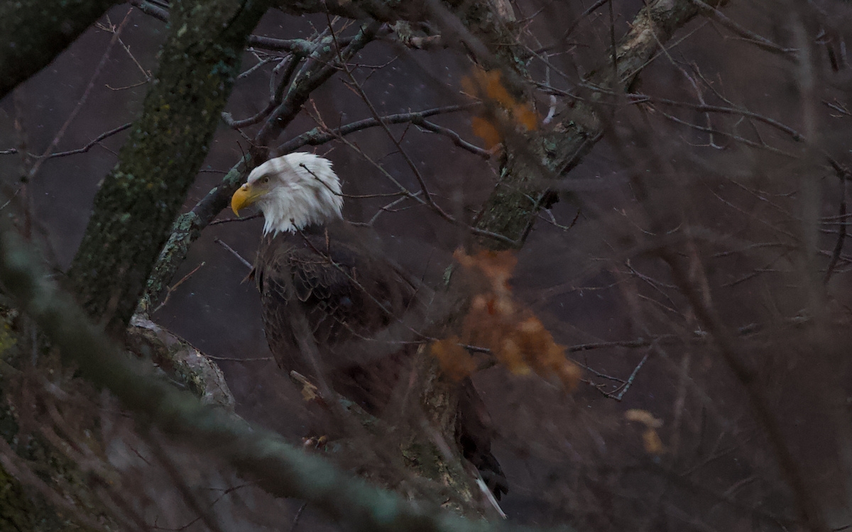 Bald Eagle - ML285363381