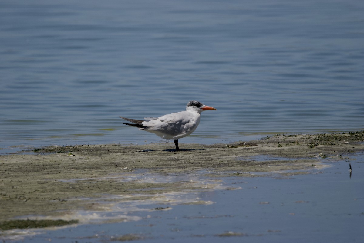 Caspian Tern - ML285364601