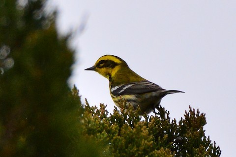 Townsend's Warbler - ML285364661