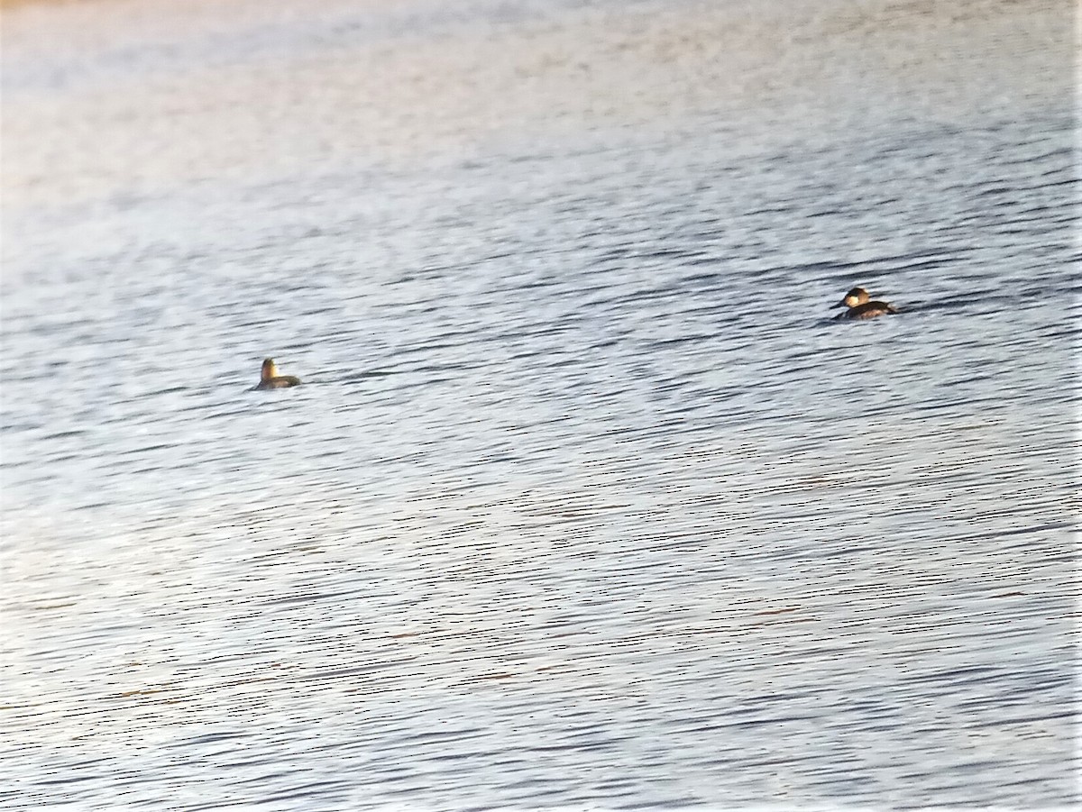 Ruddy Duck - ML285365071