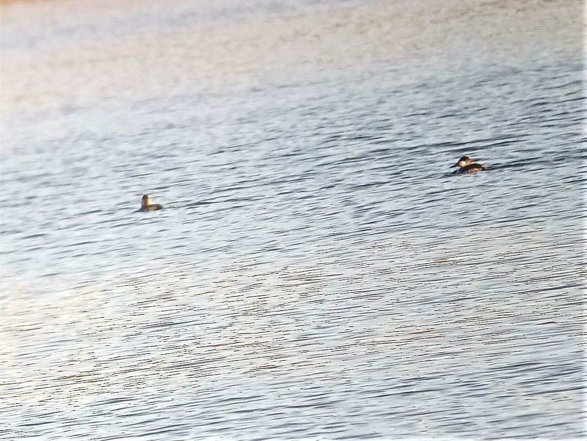 Ruddy Duck - ML285365071