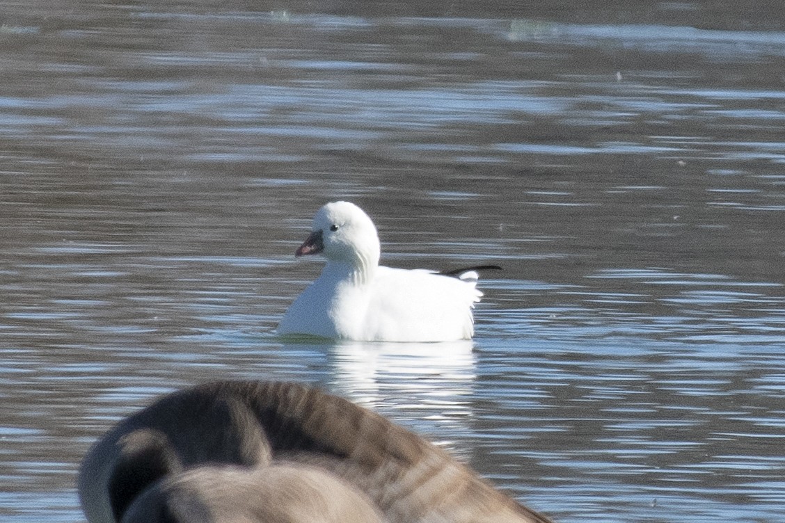 Ross's Goose - ML285369491