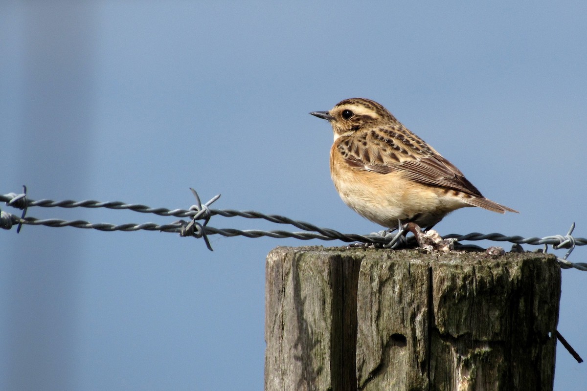 Whinchat - ML285369931