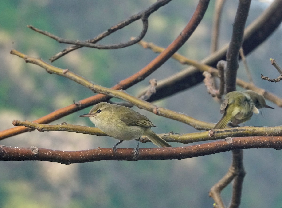 Noronha Vireo - ML285370341