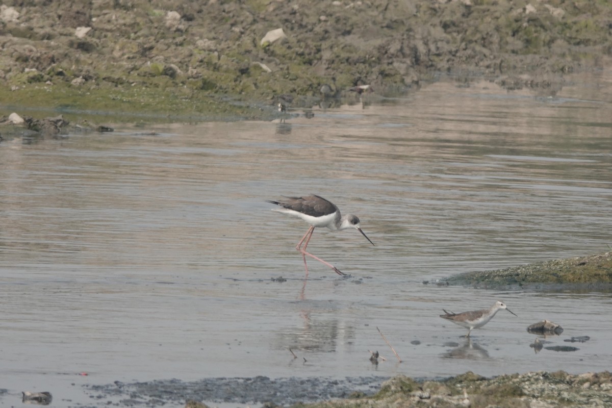 Marsh Sandpiper - ML285371221