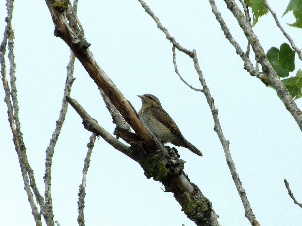 Eurasian Wryneck - ML285371861