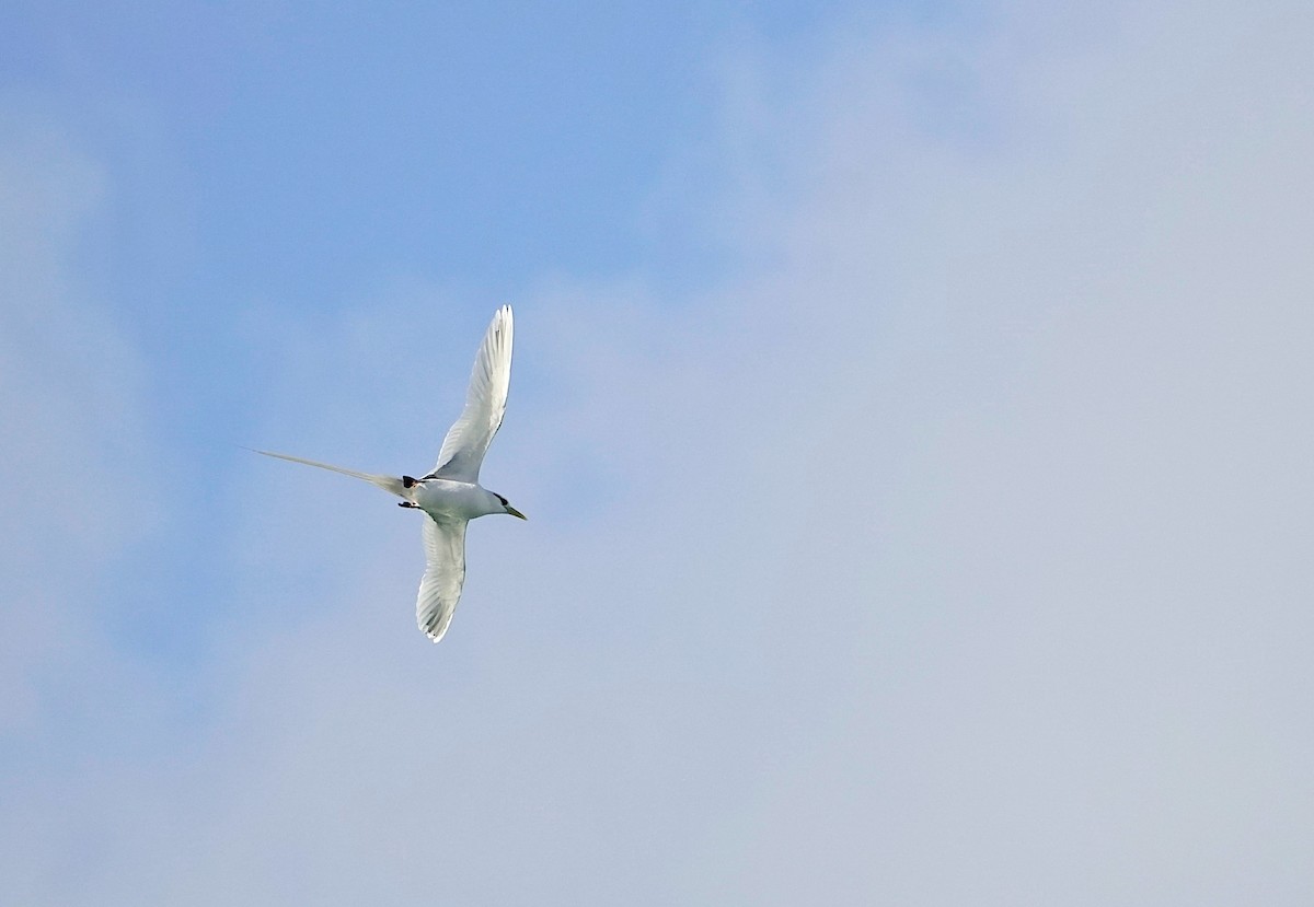 White-tailed Tropicbird - Daniel Alfenas