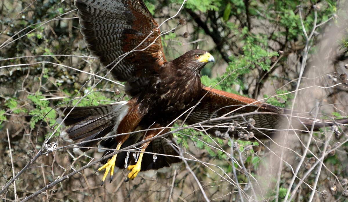 Harris's Hawk - Luis Fernandez