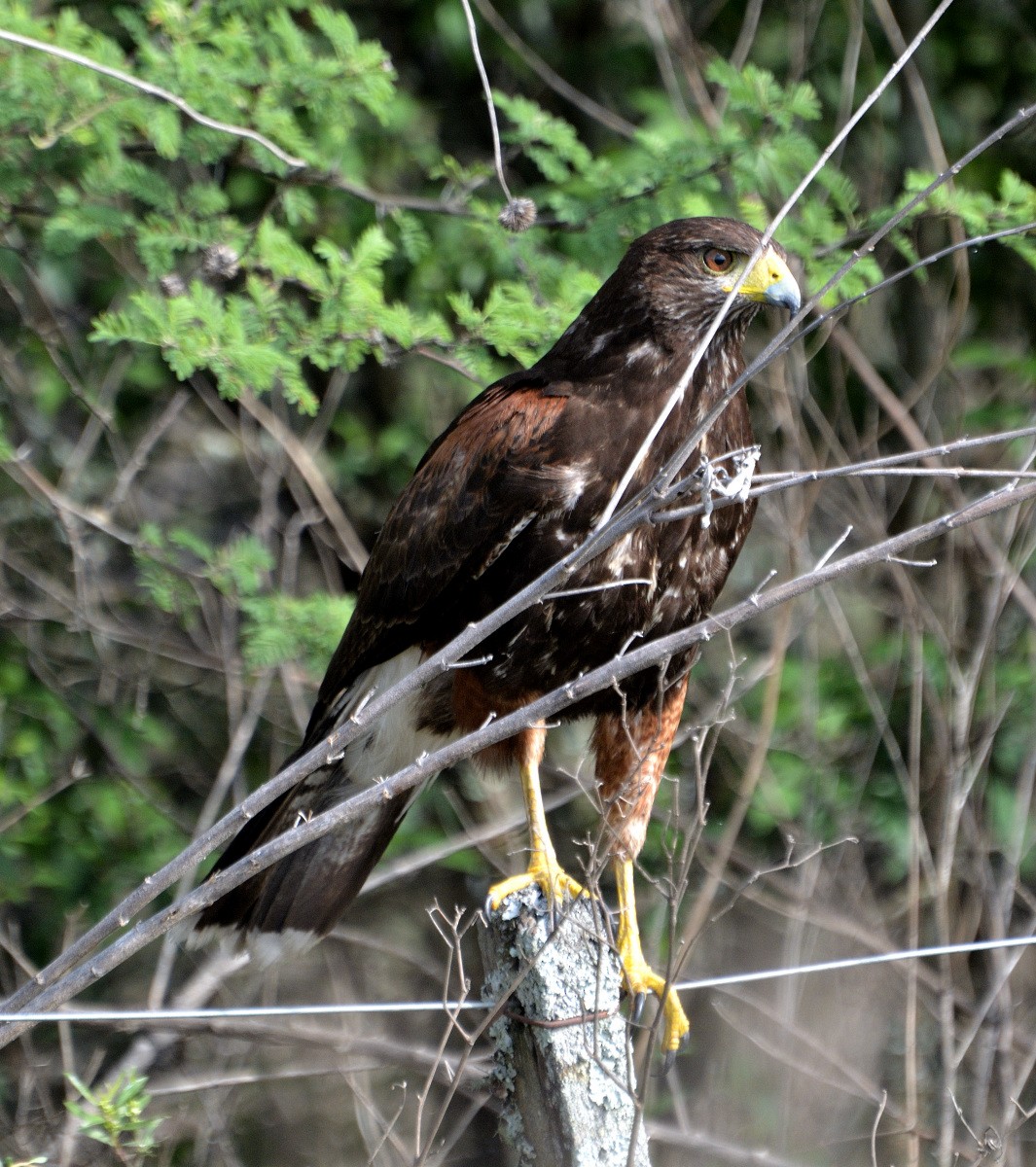 Harris's Hawk - ML285376921