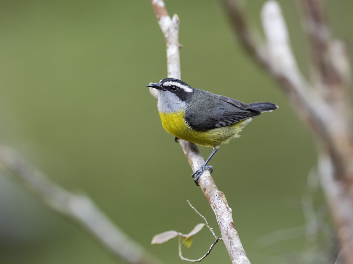 Bananaquit (Continental) - ML285377031