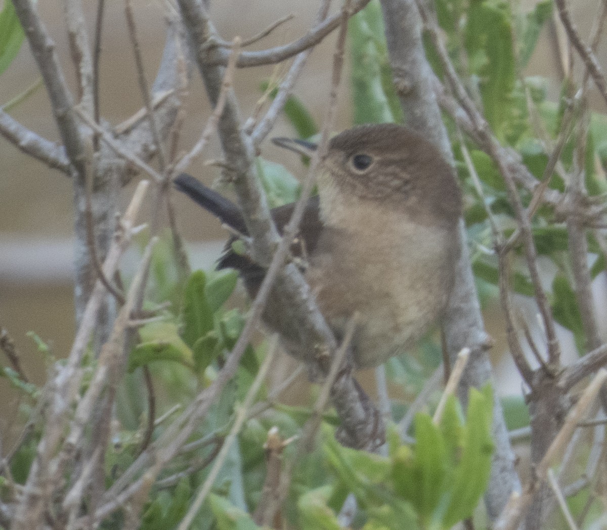 House Wren - mark cavallo