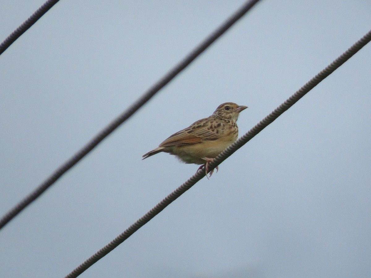 Jerdon's Bushlark - ML285379601