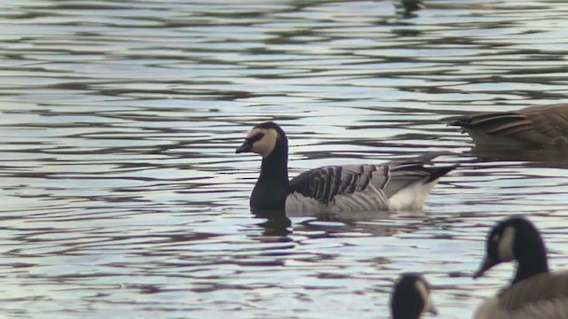 Barnacle Goose - ML285379921