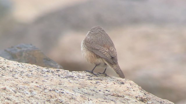 Cucarachero Roquero (grupo obsoletus) - ML285381421