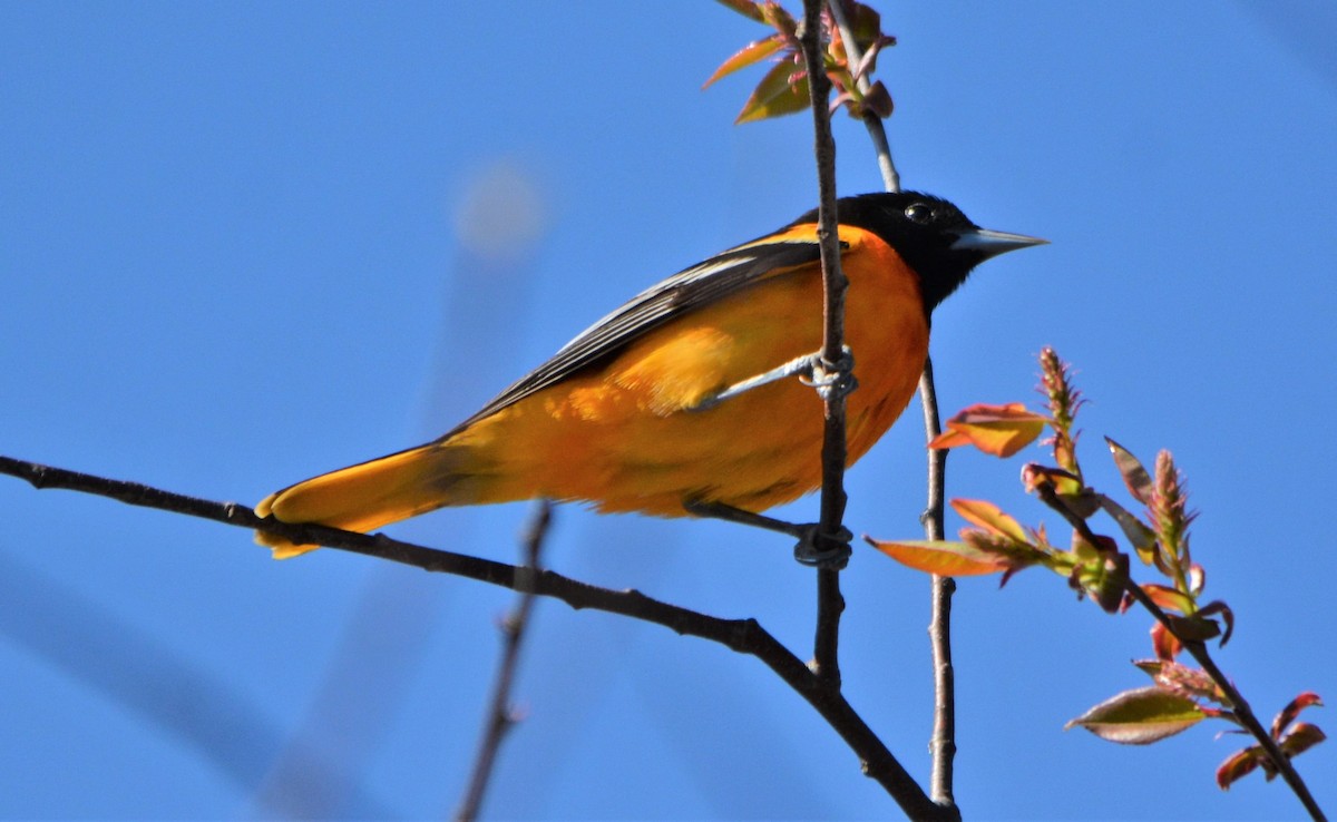 Baltimore Oriole - ML28538261