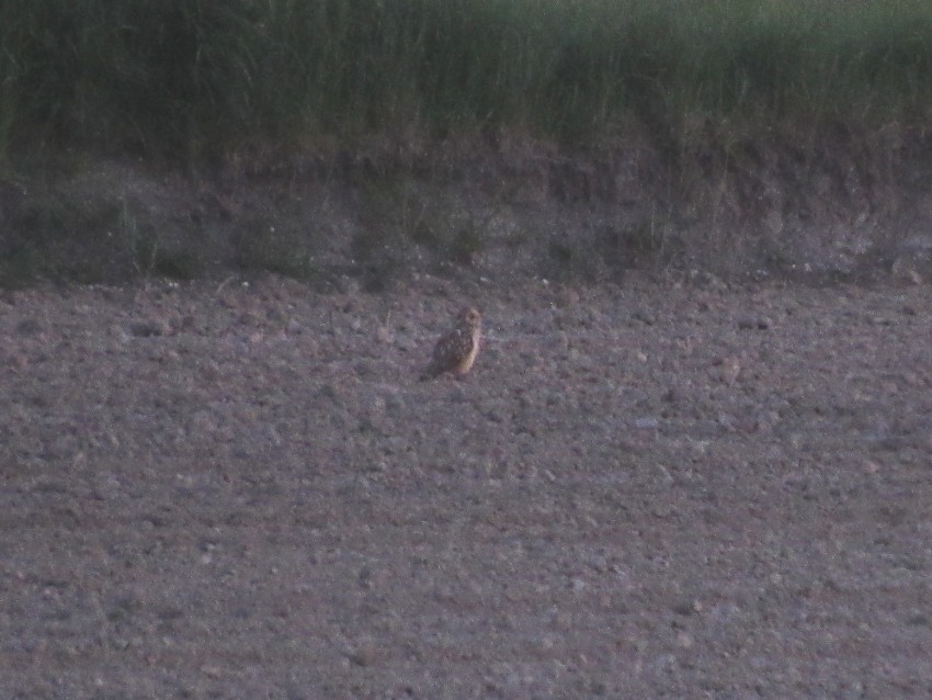 Short-eared Owl - ML285382841