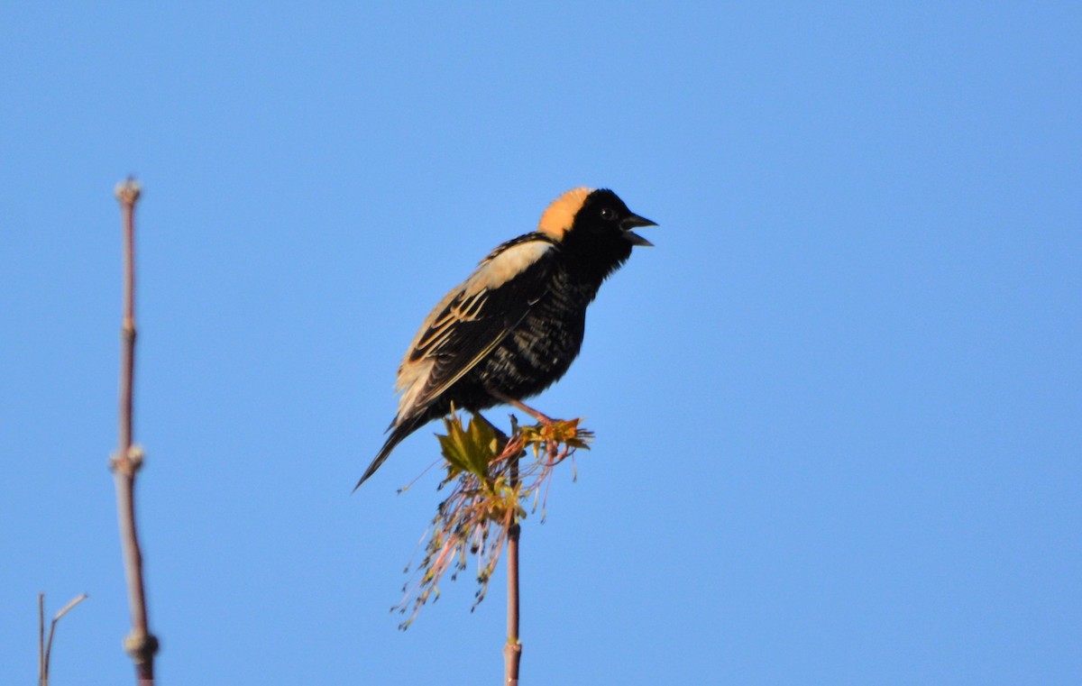 Bobolink - ML28538441