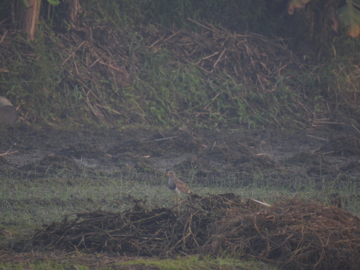 Gray-headed Lapwing - ML285384931