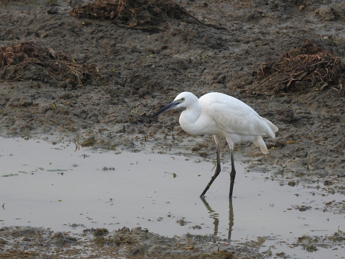 Little Egret - Debdeep Pramanik