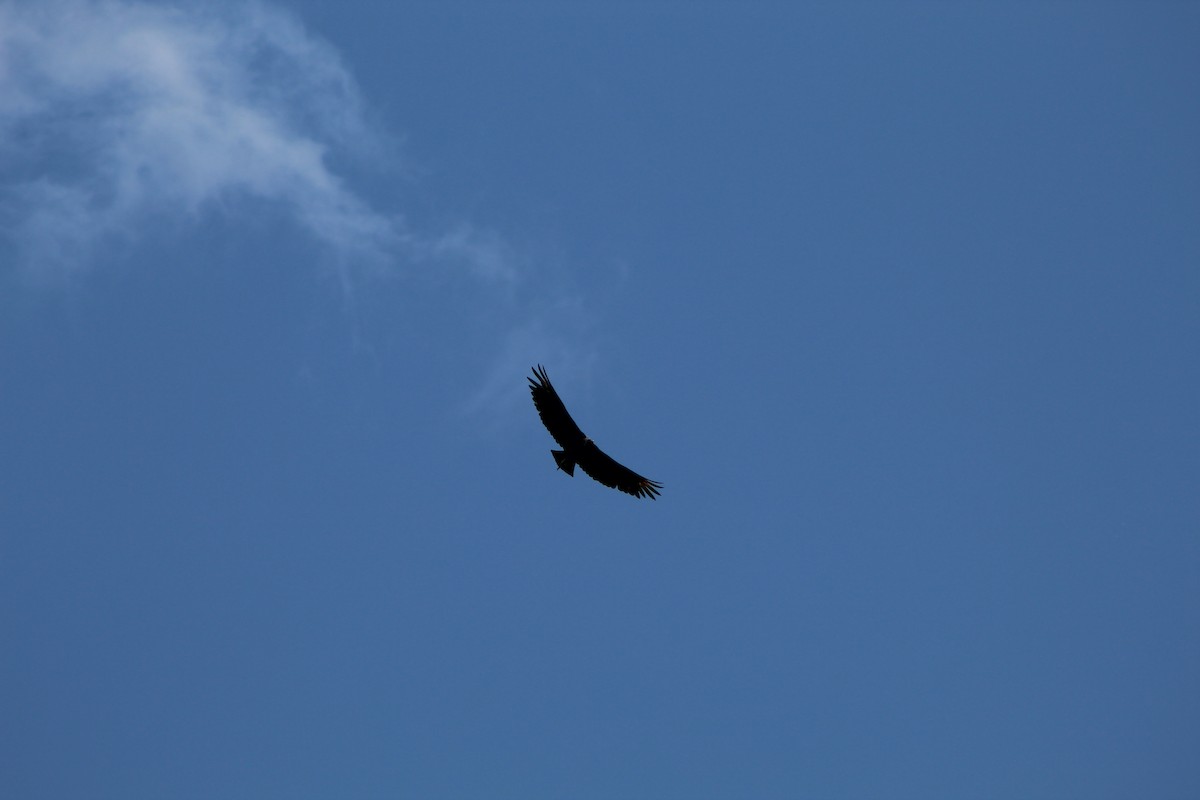 Black Vulture - ML285387931