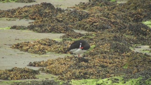 Eurasian Oystercatcher (Western) - ML285388271