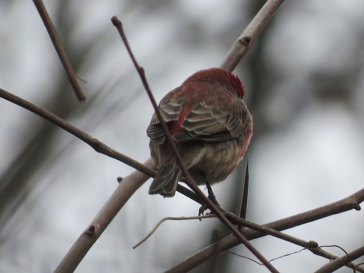 House Finch - ML285389821