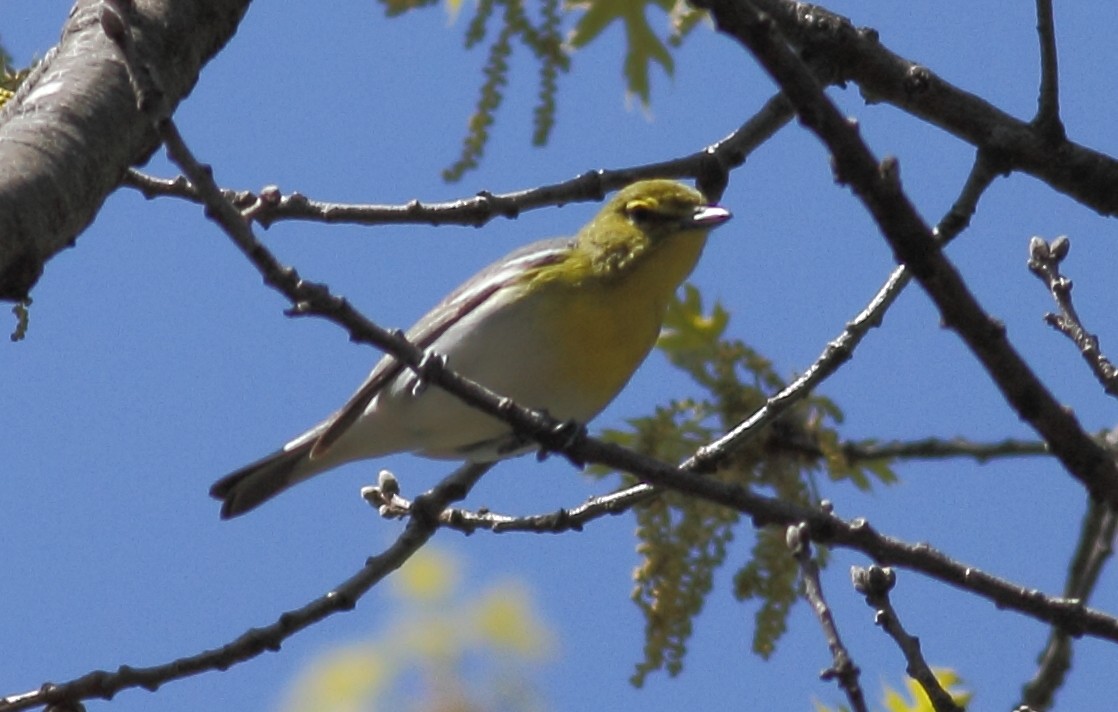 Yellow-throated Vireo - ML28539151