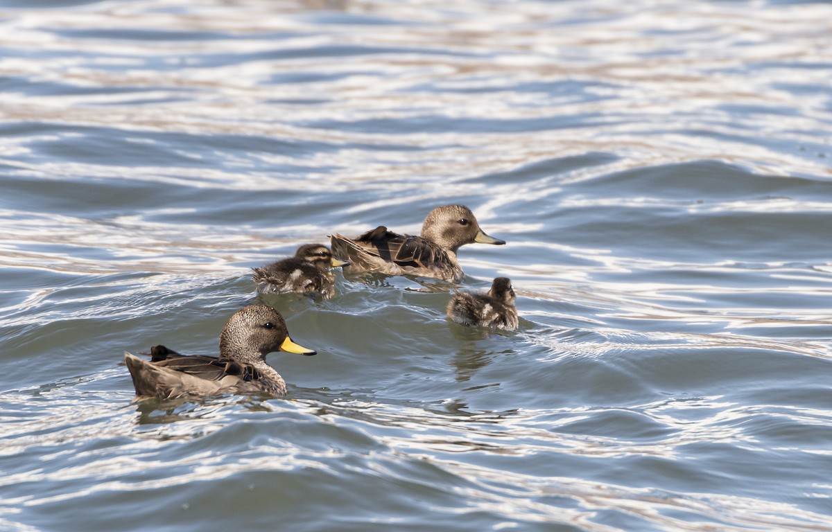 Yellow-billed Teal - ML285391971