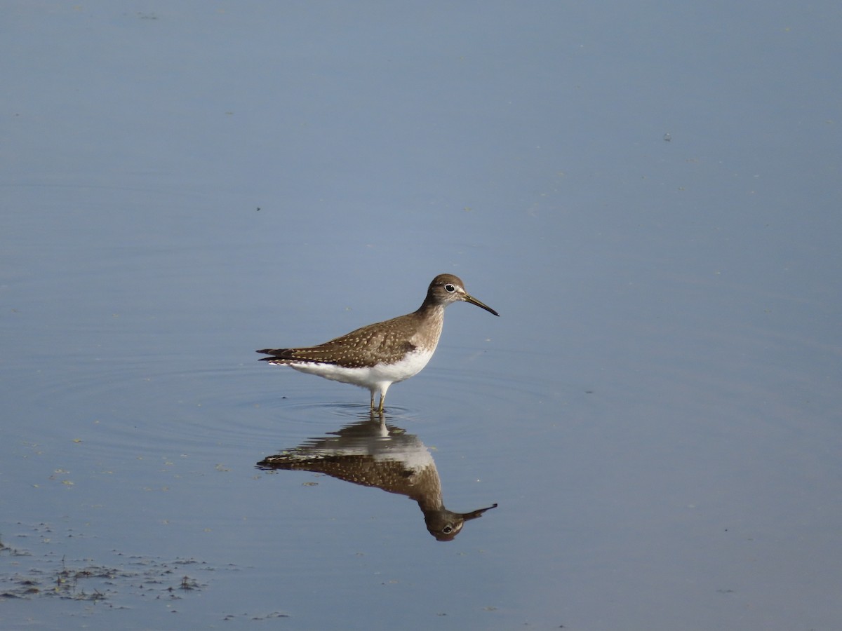 Solitary Sandpiper - ML285393151