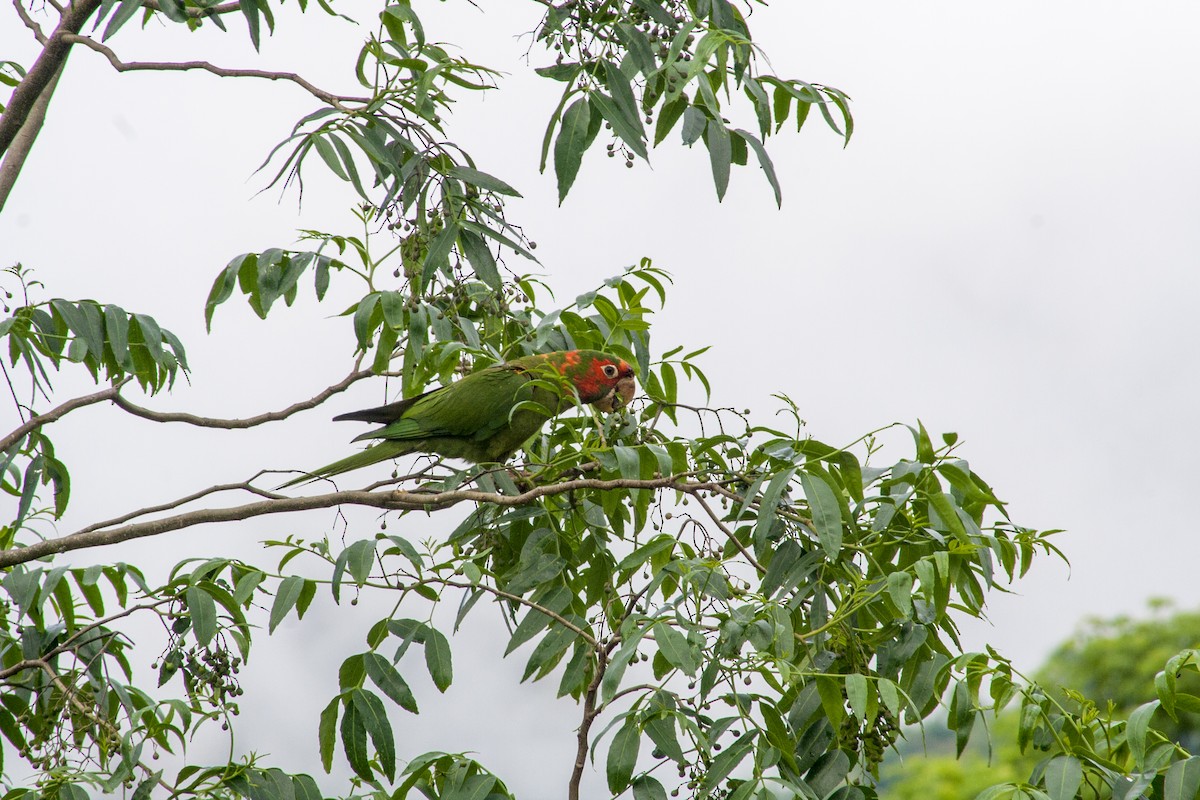 Conure mitrée - ML285396561