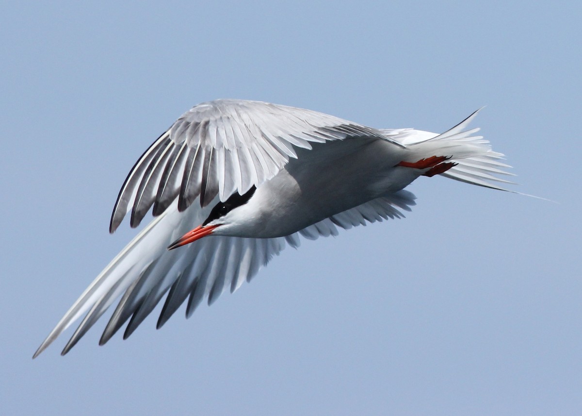 Common Tern - Sander Willems