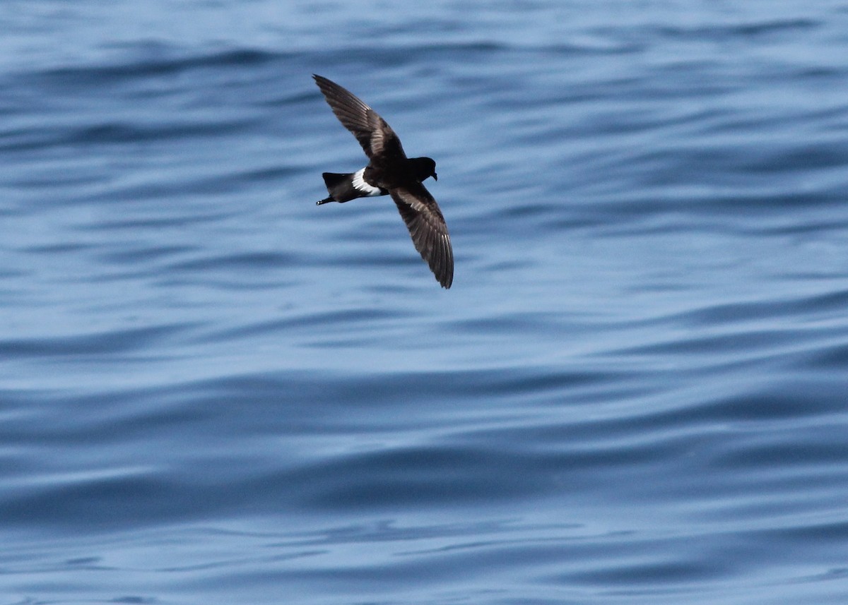 Wilson's Storm-Petrel - ML285397141